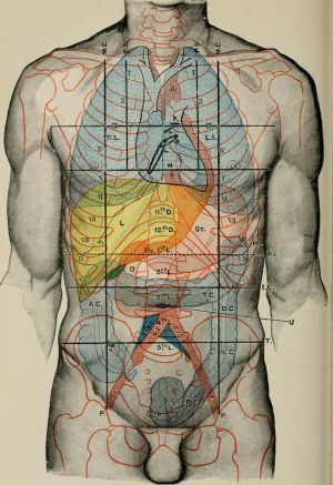 anatomie au cabinet de shiatsu